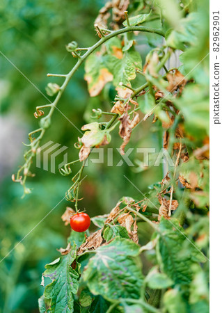 Ripe tomato hanging on a green branch 82962901