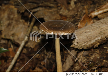 開羅Tsurutake 開羅Tsurutake 82963058