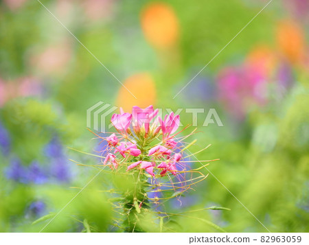 多彩可愛的奶油田 82963059