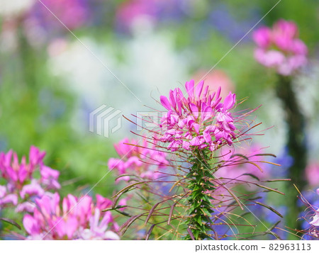 多彩可愛的奶油田 82963113