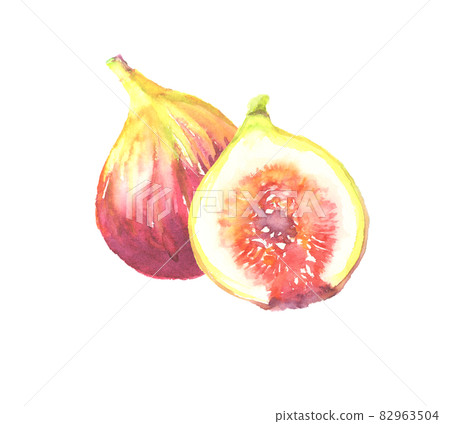 用水彩畫的無花果插圖 82963504