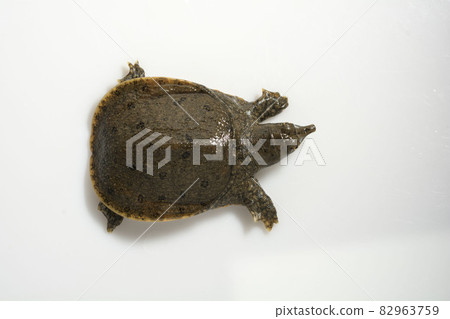 Soft-shelled turtle Suppon turtle Soft-shelled turtle Suppon turtle 82963759