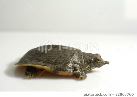 Soft-shelled turtle Suppon turtle 82963760