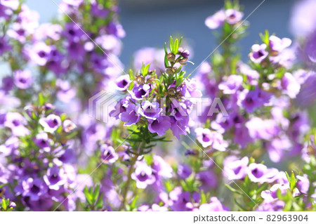 Purple full bloom mint bush 82963904