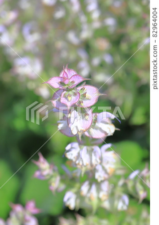 快樂鼠尾草 (onisalvia) 花 快樂鼠尾草 (onisalvia) 花 82964004