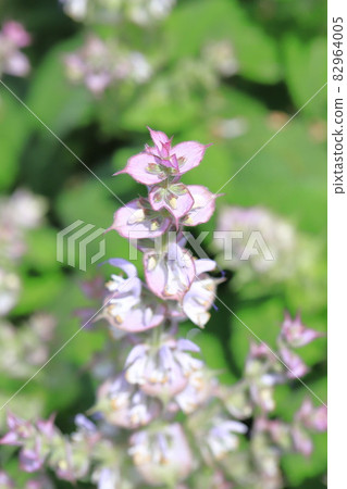 快樂鼠尾草 (onisalvia) 花 快樂鼠尾草 (onisalvia) 花 82964005