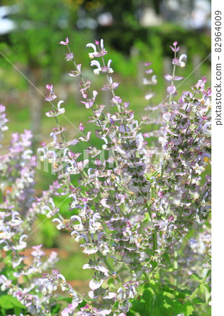 Clary sage (onisalvia) flowers Clary sage (onisalvia) flowers 82964009