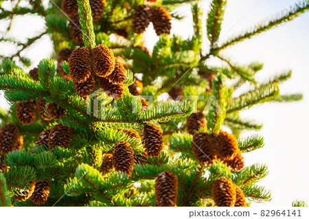 Xmas spruce tree branches, with pine cones. Merry Christmas festive composition for Happy New Year. 82964141