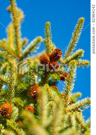 Evergreen branches of spruce tree with needles and brown pine cones on sunny day. Soft, selective focus 82964142