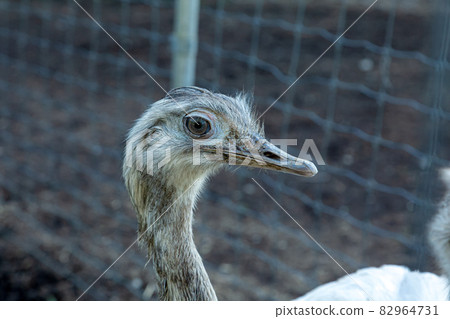 Greater rhea with white underside of wings [Birds] 82964731