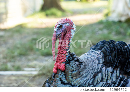 火雞頭【走在晨光斜光中】 82964732