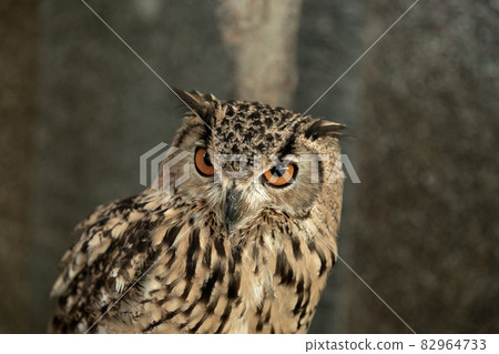 有明亮虹膜的斑鴞 [小型哺乳動物] 82964733