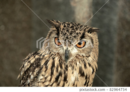 有明亮虹膜的斑鴞 [小型哺乳動物] 82964734