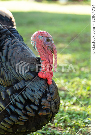 Turkey's head [Walking in the morning oblique light] 82964754