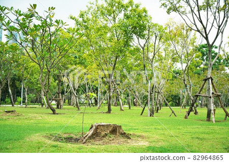 Benjakitti Park in Bangkok, Thailand 82964865