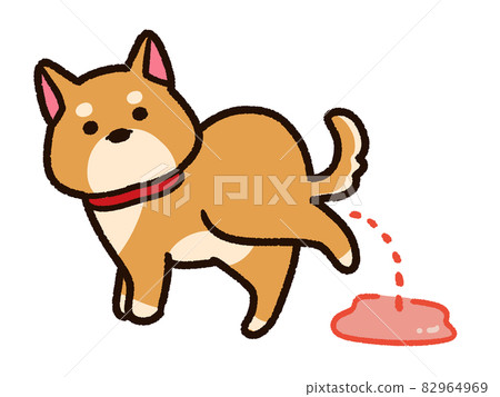 Shiba Inu with hematuria 82964969
