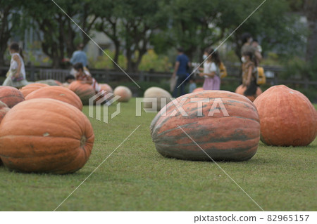 Haunted Pumpkin Ofuna Flower Center Haunted Pumpkin Ofuna Flower Center 82965157