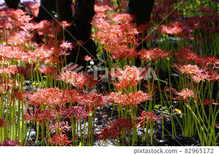 聚類孤挺花圖像 聚類孤挺花圖像 82965172