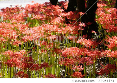 聚類孤挺花圖像 82965173