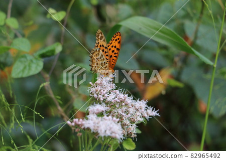 Fujibakama and Indian Fritillary Butterfly Fujibakama and Indian Fritillary Butterfly 82965492