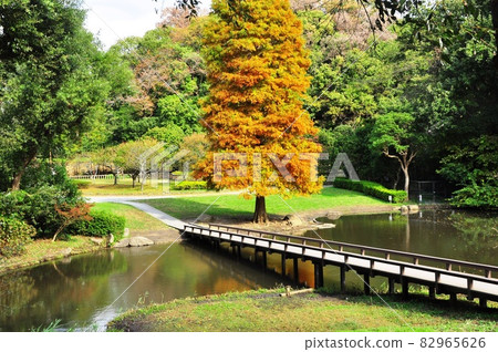 Shinbayashi Park, Fujisawa City, Kanagawa Prefecture Kawana Oike and Yellow Leaves 82965626