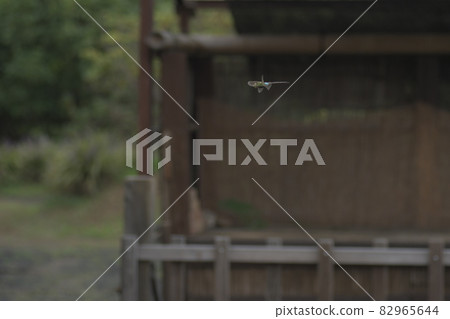 Anax parthenope hovering 82965644