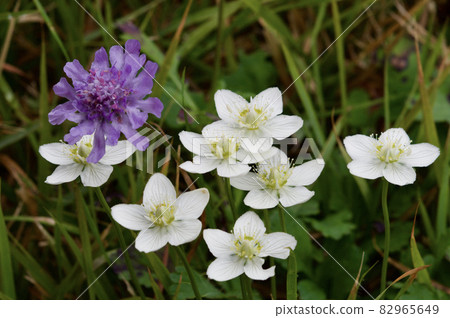 Parnassus沼澤草在Azuma山草甸綻放 82965649