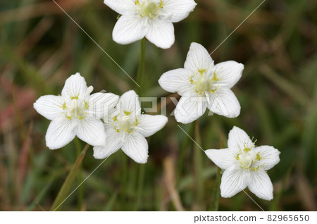 Marsh grass of Parnassus blooms in the Azuma mountain meadow 82965650