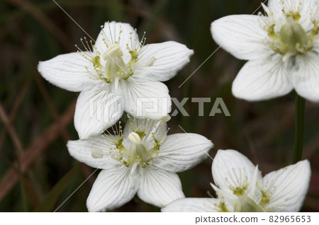 Marsh grass of Parnassus blooms in the Azuma mountain meadow 82965653
