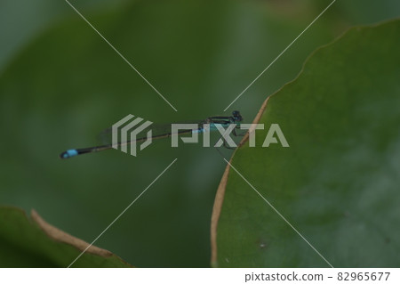 豆娘大船花卉中心 豆娘大船花卉中心 82965677