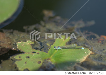 Damselfly Ofuna Flower Center Damselfly Ofuna Flower Center 82965730