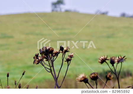 Ligularia japonica crown hair and grassland little shaven 82965892