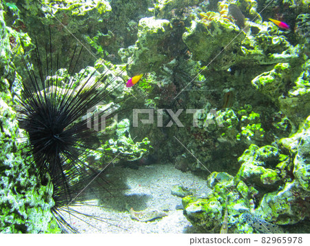 Beautiful aquarium with a sea urchin 82965978