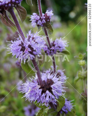 Penny Royal Mint 82966110