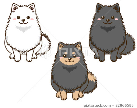 有各種毛色的博美犬 82966593