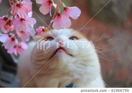 Cat watching cherry blossoms Cat watching cherry blossoms 82966799