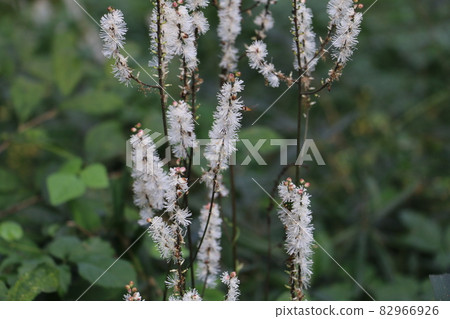 Cimicifuga bitern with bushy stamens Cimicifuga bitern with bushy stamens 82966926
