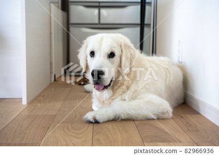7個月大的英國金毛獵犬 7個月大的英國金毛獵犬 82966936