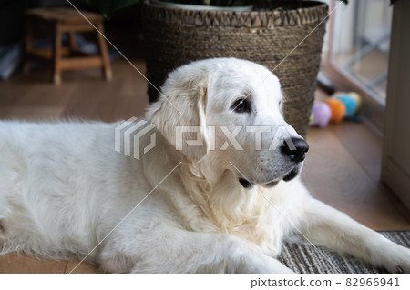 7 month old English Golden Retriever 82966941
