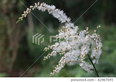 Cimicifuga bitern 與濃密的雄蕊 Cimicifuga bitern 與濃密的雄蕊 82967045