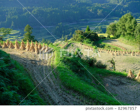 Straw storehouses lined up in rice terraces Straw storehouses lined up in rice terraces 82967857