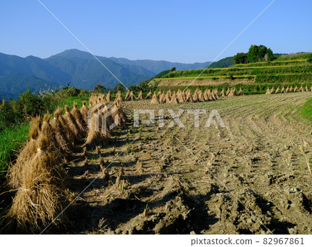 Rice fields after harvesting and a lot of straw warehouses 82967861