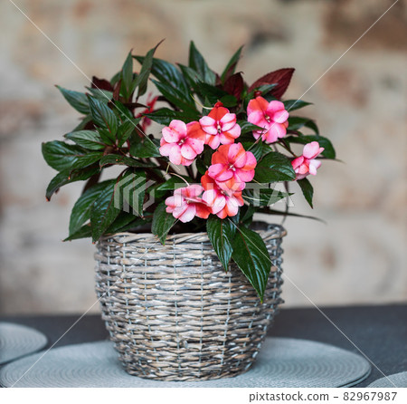 pink flower New Guinea impatiens pink flower New Guinea impatiens 82967987