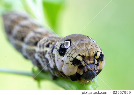 large caterpillars of Deilephila elpenor large caterpillars of Deilephila elpenor 82967999