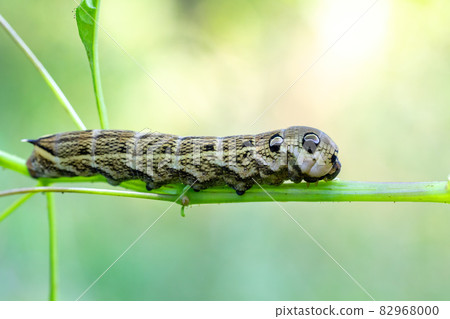 large caterpillars of Deilephila elpenor 82968000