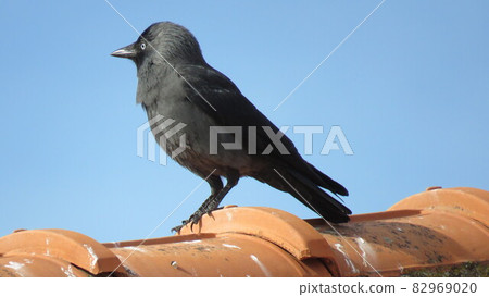 Hooded crow Hooded crow 82969020