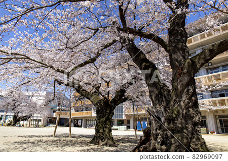 Cherry blossoms at Tsuchiura City Manabe Elementary School 82969097