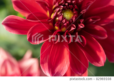 Close-up of dahlia flowers in full bloom Close-up of dahlia flowers in full bloom 82969108