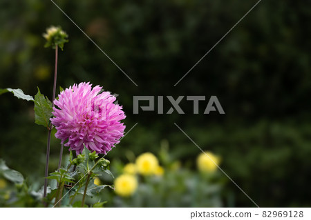 Close-up of dahlia flowers in full bloom Close-up of dahlia flowers in full bloom 82969128