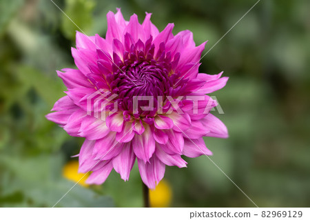 Close-up of dahlia flowers in full bloom Close-up of dahlia flowers in full bloom 82969129